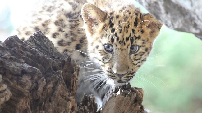 Дальневосточный леопард