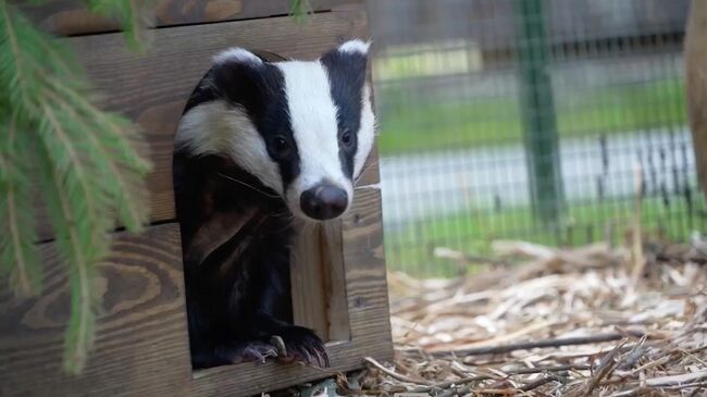 Один из барсуков, поселившихся в зоосаде в вотчине Деда Мороза в Великом Устюге