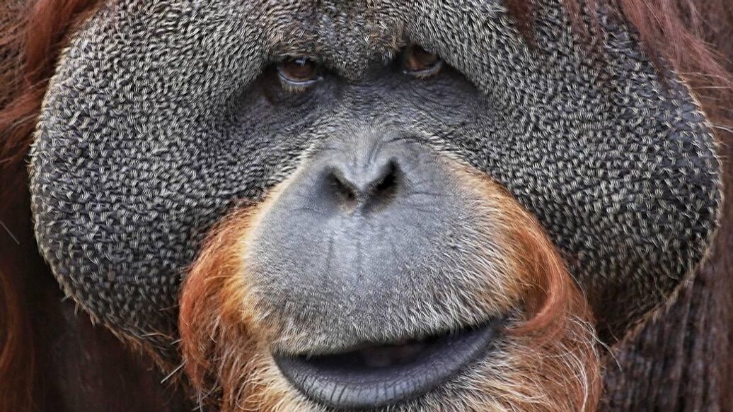 В Московском зоопарке умер 43-летний орангутан