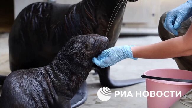 Щенок морского котика появился на свет в Московском зоопарке