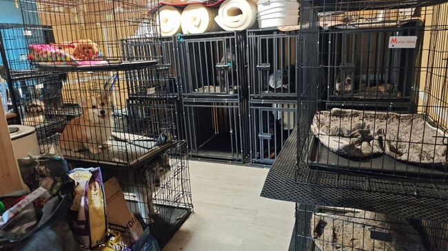 Зоогостиница в частном доме в Чехове, владелица которой жестоко обращалась с собаками