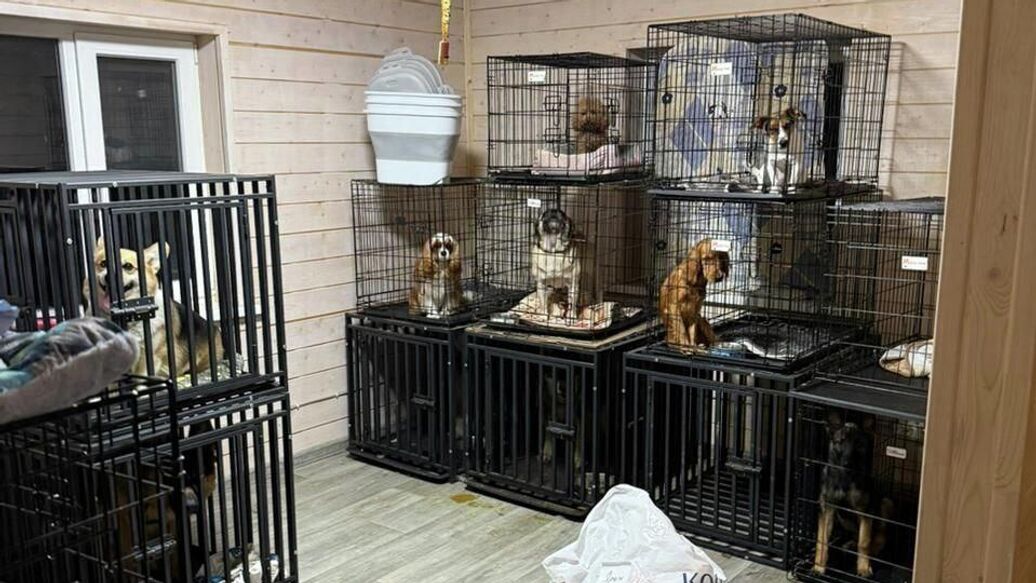 После сообщений об истязании животных на передержке в Чехове завели дело