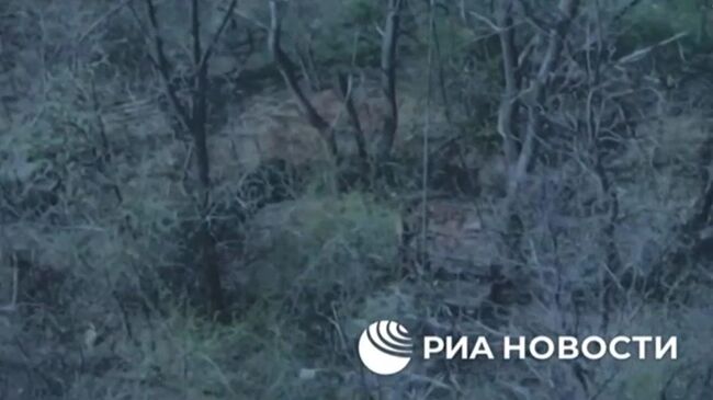 Уничтожение пункта управления БПЛА ВСУ под Северском в ДНР