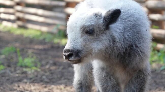 Теленок, родившийся у пары яков Ская и Ангелы в вотчине Деда Мороза в Великом Устюге