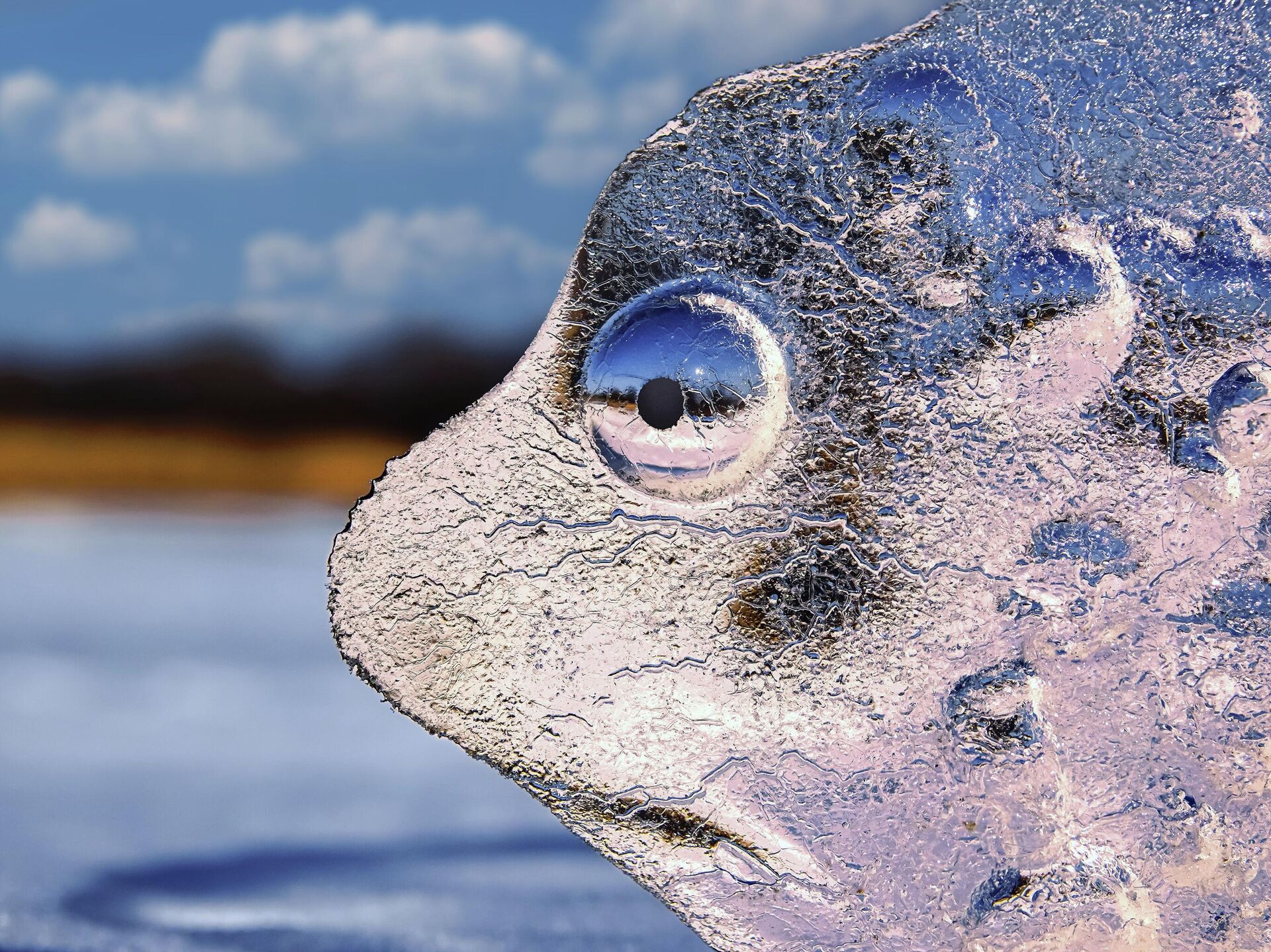 Номинация Искусство дикой природы