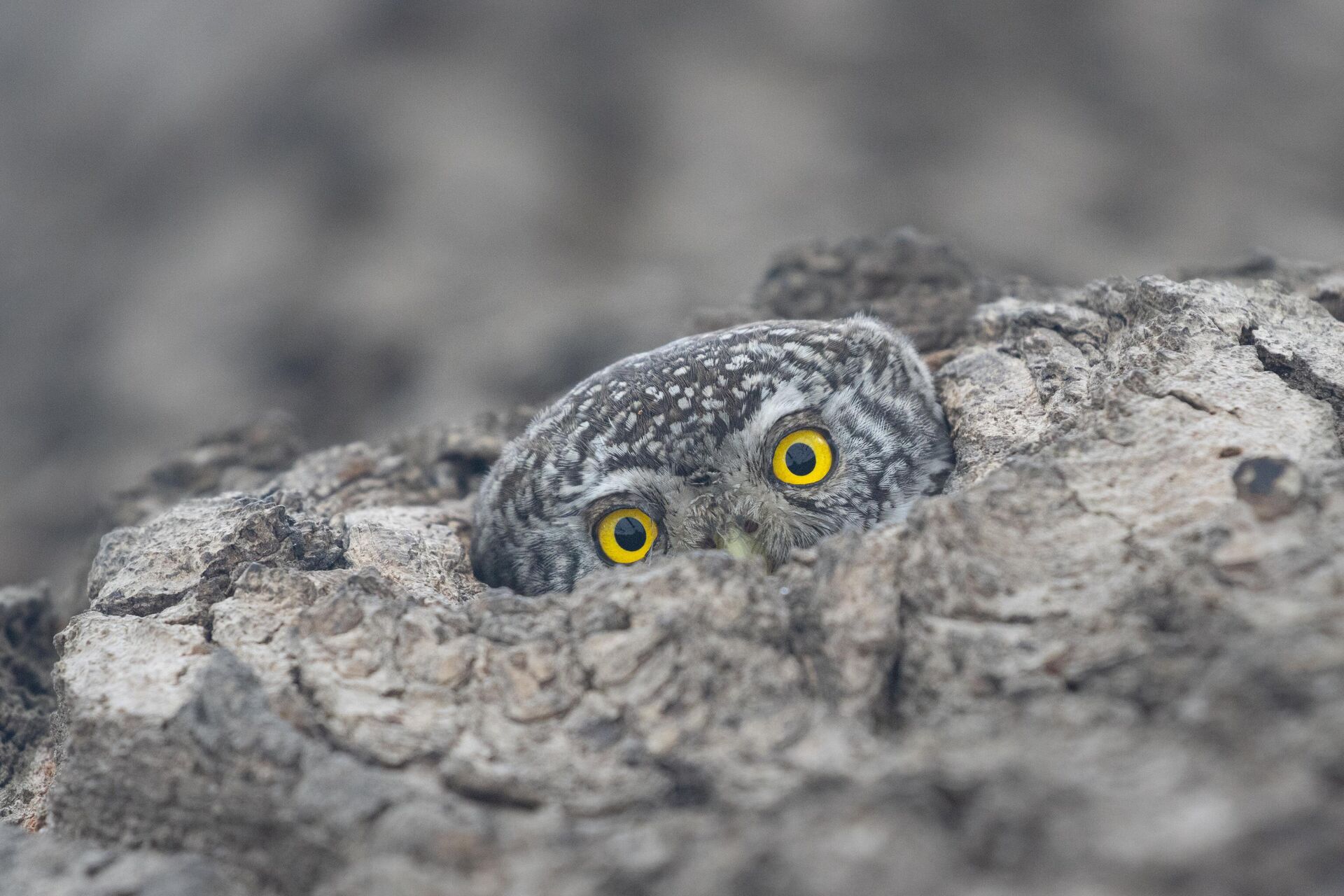 Номинация Птицы