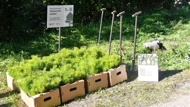 Представители Древа жизни высадили 5 тысяч сеянцев сосны в Карелии