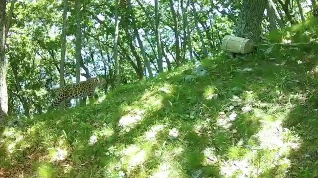 Спасённый леопард Leo 260M обосновался в самой восточной точке ареала