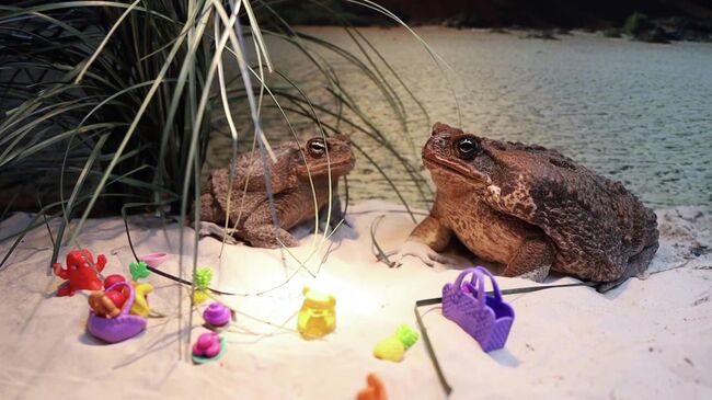 Жабы Настенька и Ванюша из Московского зоопарка. Кадр видео