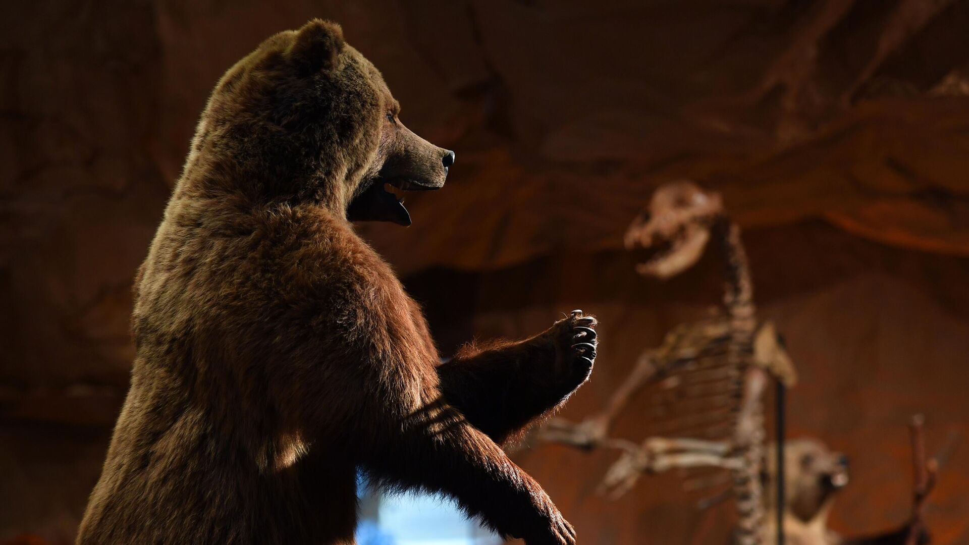 Новый вид вымершего гигантского медведя назвали ураканом Борисяка
