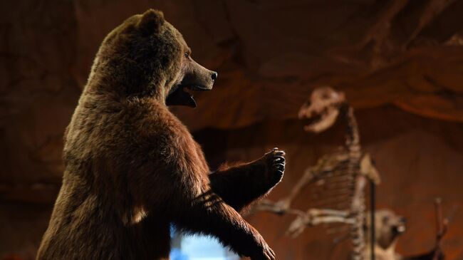Экспонаты выставки Человек и медведь в Дарвиновском музее в Москве