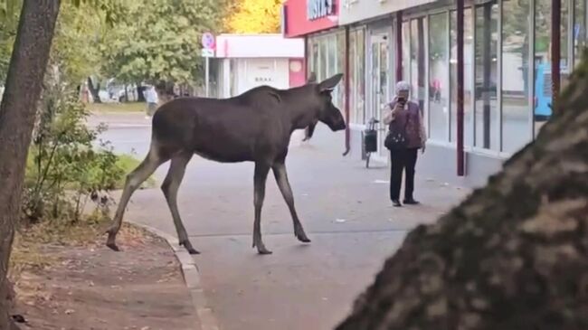 Спасение лося в Москве