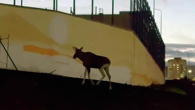 Лось в Уфе. Кадр видео из соцсетей