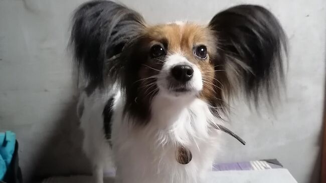 Собака, сбежавшая из поезда в Воронежской области