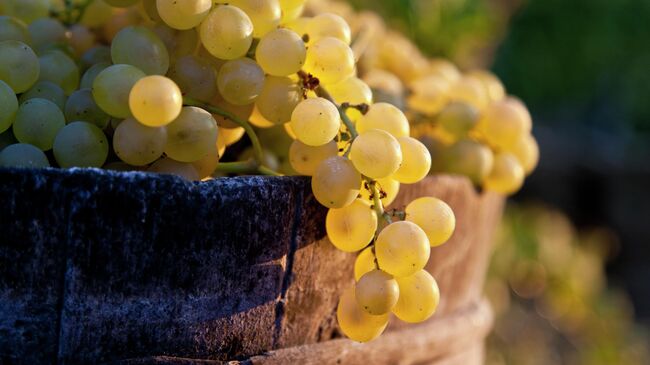 Виноград