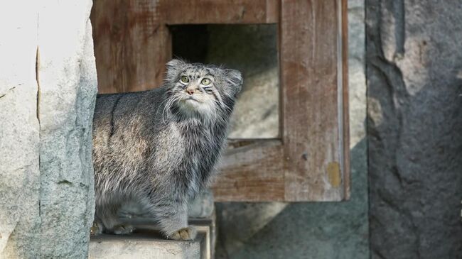 Манул Тимофей, начавший зажировку к зиме