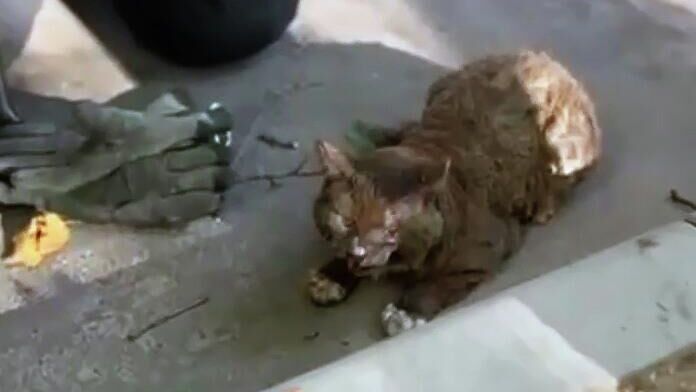 Кот, спасенный сотрудниками МЧС Москвы во время пожара. Кадр видео - РИА Новости, 1920, 15.09.2025