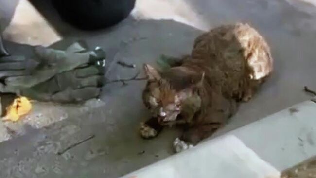 Кот, спасенный сотрудниками МЧС Москвы во время пожара. Кадр видео