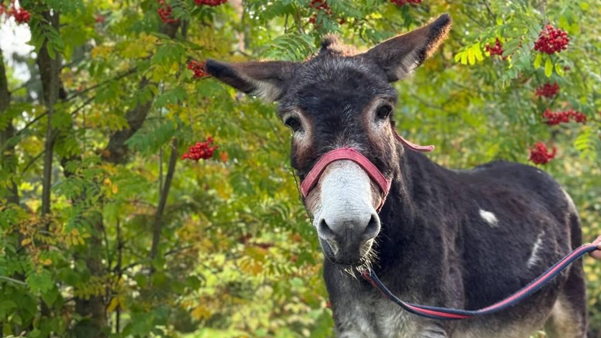 Ослик Жорик - РИА Новости, 1920, 25.11.2025
