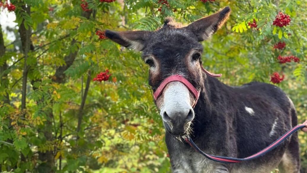 Ослик Жорик, возивший снаряды на фронте, обрел новый дом