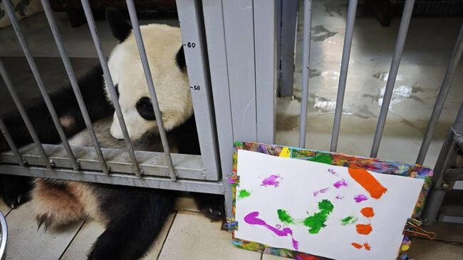 Панда Катюша из Московского зоопарка нарисовала свой первый в жизни рисунок