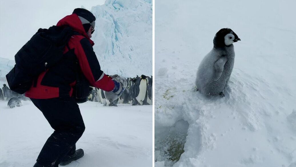 Российские ученые спасли детеныша императорского пингвина в Антарктиде