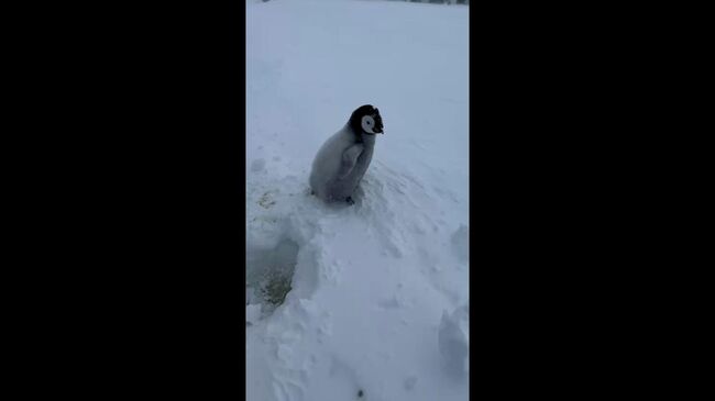 Спасение детеныша императорского пингвина из ледяного капкана