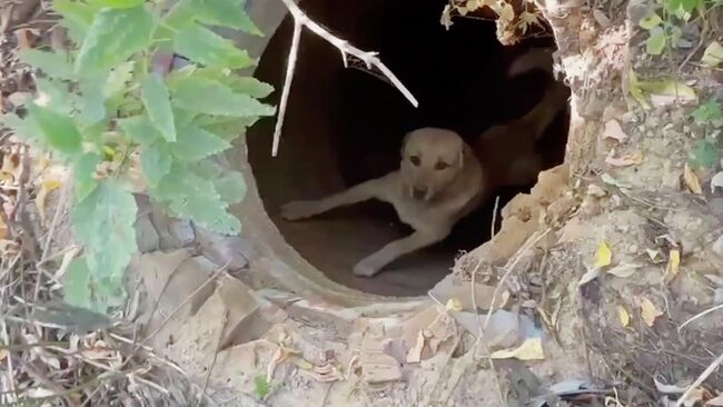 Собака, попавшая в колодец на территории промышленной зоны Тураево