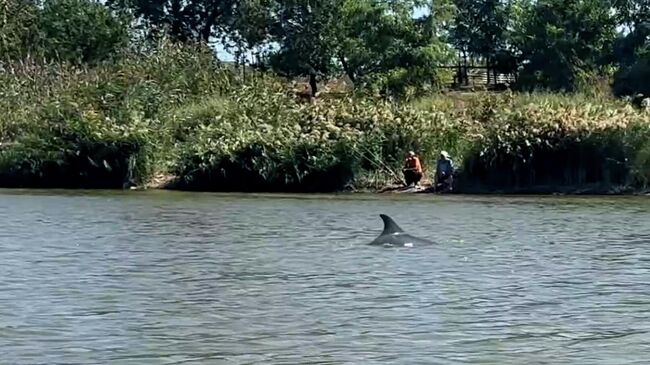 Дельфин-афалина в реке Бейсуг в Краснодарском крае. Кадр видео из соцсетей Дельфин-афалина в реке Бейсуг в Краснодарском крае. Кадр видео из соцсетей