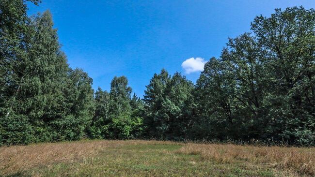 Лес в Липецкой области