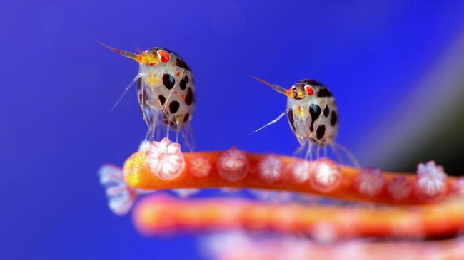 Работа фотографа Юрия Иванова из России, победившая в конкурсе Ocean Photographer of the Year 2025 Работа фотографа Юрия Иванова из России, победившая в конкурсе Ocean Photographer of the Year 2025