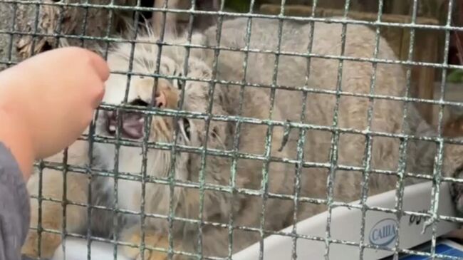 Манул Шу из Ленинградского зоопарка