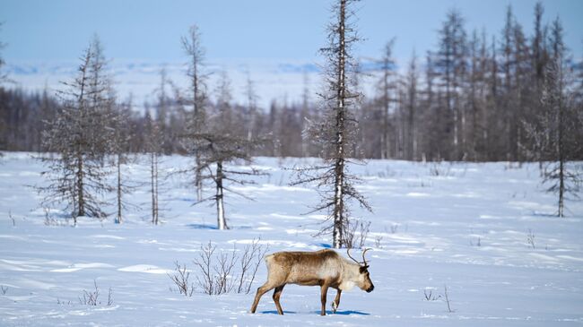 Полуостров Таймыр