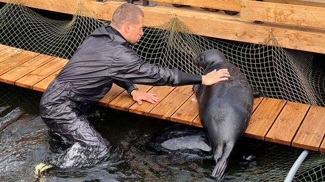 Самцы ладожской кольчатой нерпы Крошик и Шлиссик, которых летом временно переселили в плавучий вольер на Ладожском озере, вернулись в центр реабилитации Самцы ладожской кольчатой нерпы Крошик и Шлиссик, которых летом временно переселили в плавучий вольер на Ладожском озере, вернулись в центр реабилитации