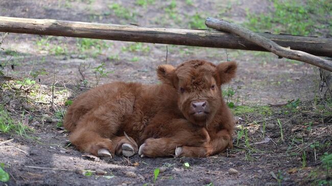 Теленок породы Хайленд родился в филиале Московского зоопарка в Великом Устюге. Кадр видео