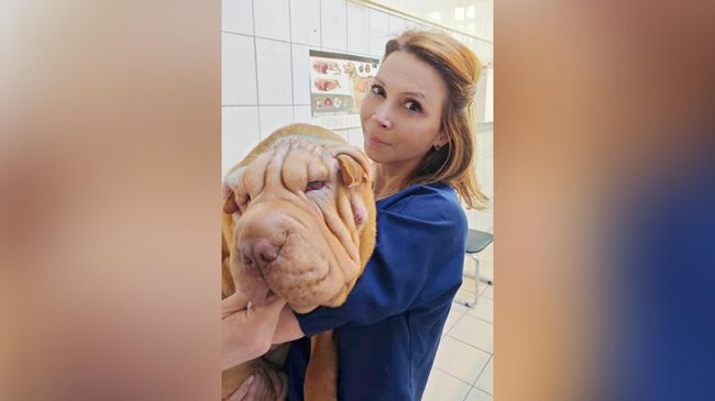 Щенок шарпея после операции