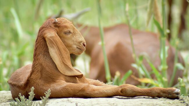 Козленок породы камори