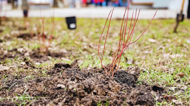Экоакция День в лесу. Сохраним лес вместе в Химках