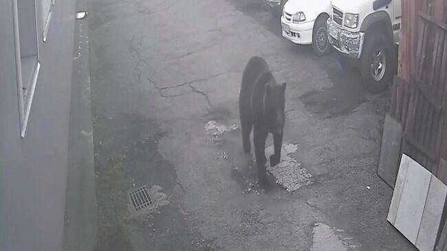 Медведь в Петропавловске-Камчатском Медведь в Петропавловске-Камчатском