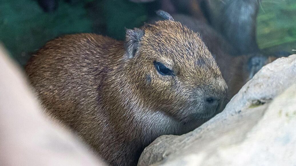 В Московском зоопарке родились детеныши капибары