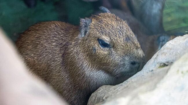 Детеныш капибары в Московском зоопарке