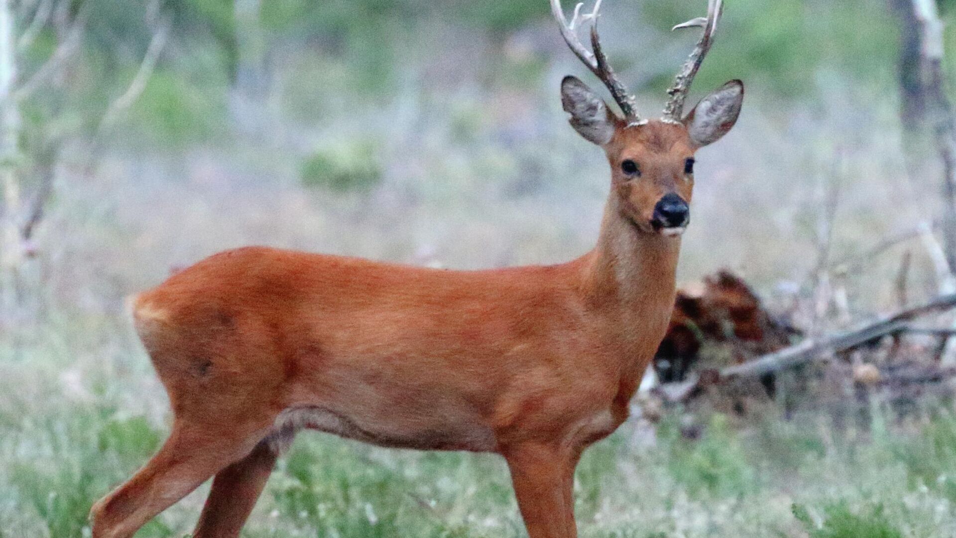 Сибирская косуля - РИА Новости, 1920, 13.11.2025