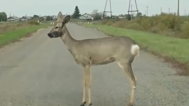 Косуля в Курганской области. Кадр видео из соцсетей