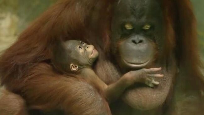 Детеныш, родившийся у пары орангутанов Мишель и Бату в зоопарке Новосибирска