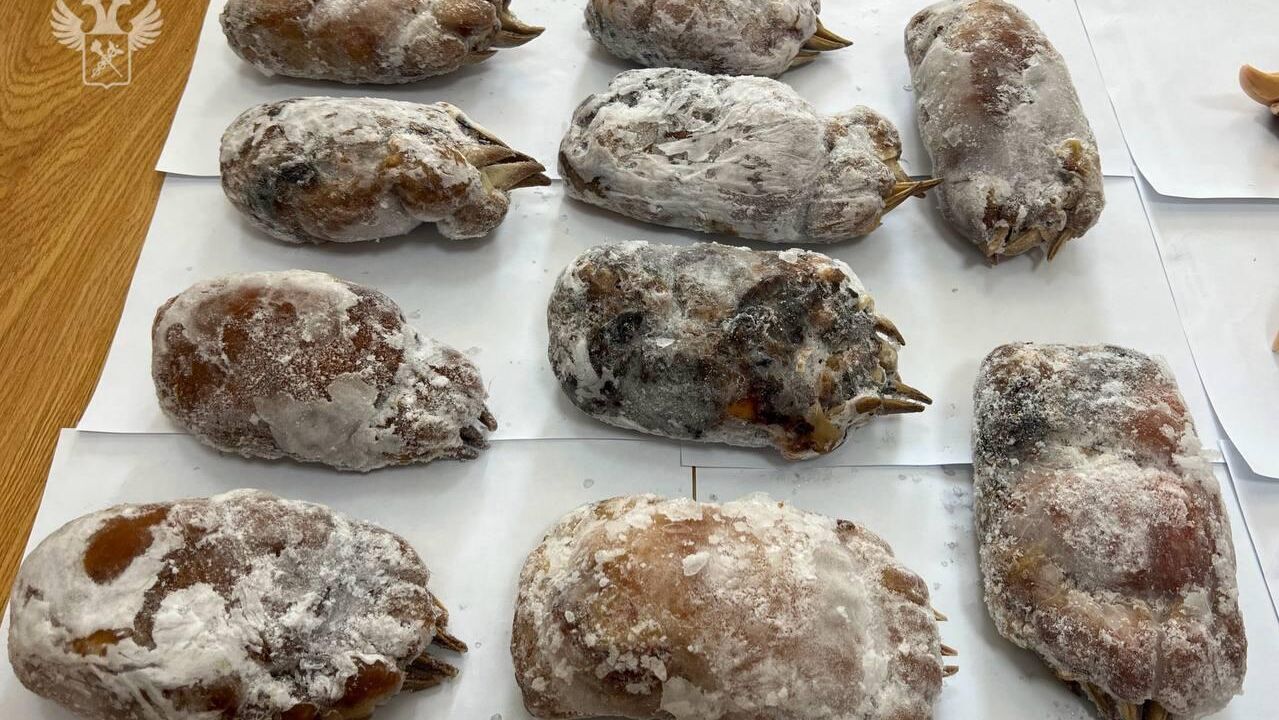 Лапы медведей, которые были у задержанного иностранца в пункте пропуска Полтавка - РИА Новости, 1920, 30.09.2025