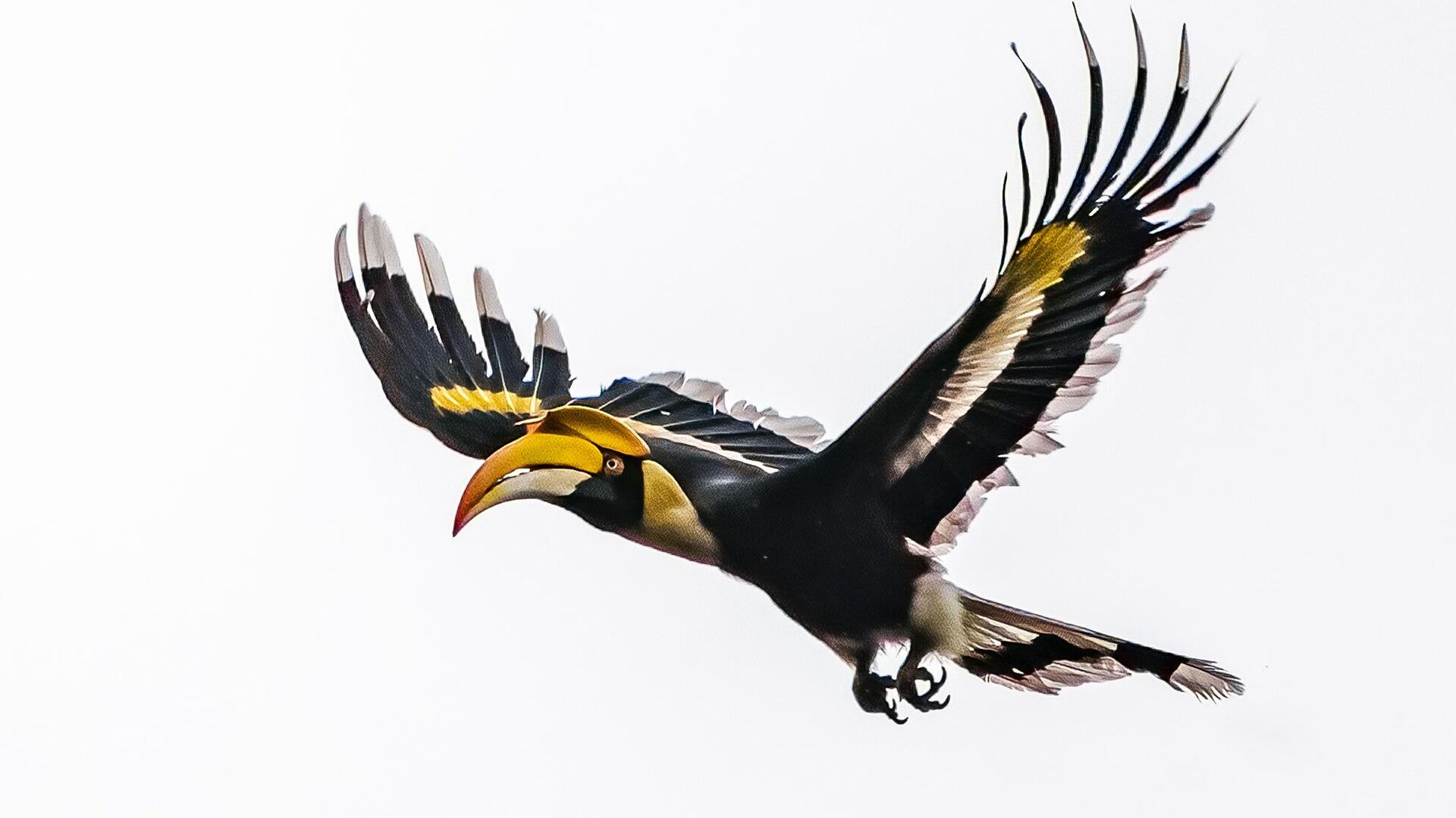 Большой индийский калао - РИА Новости, 1920, 30.09.2025