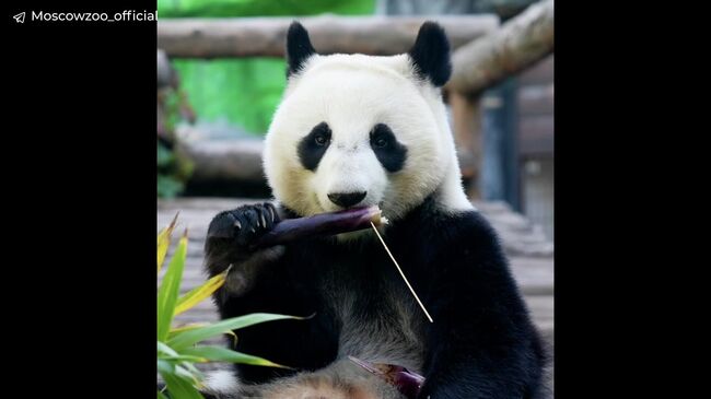 Панда Катюша с подарками 