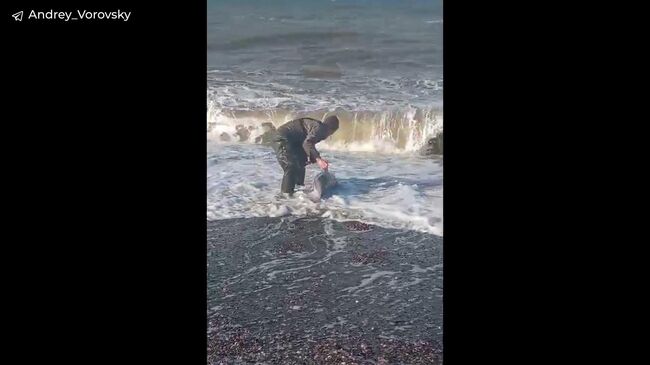 Спасение дельфина