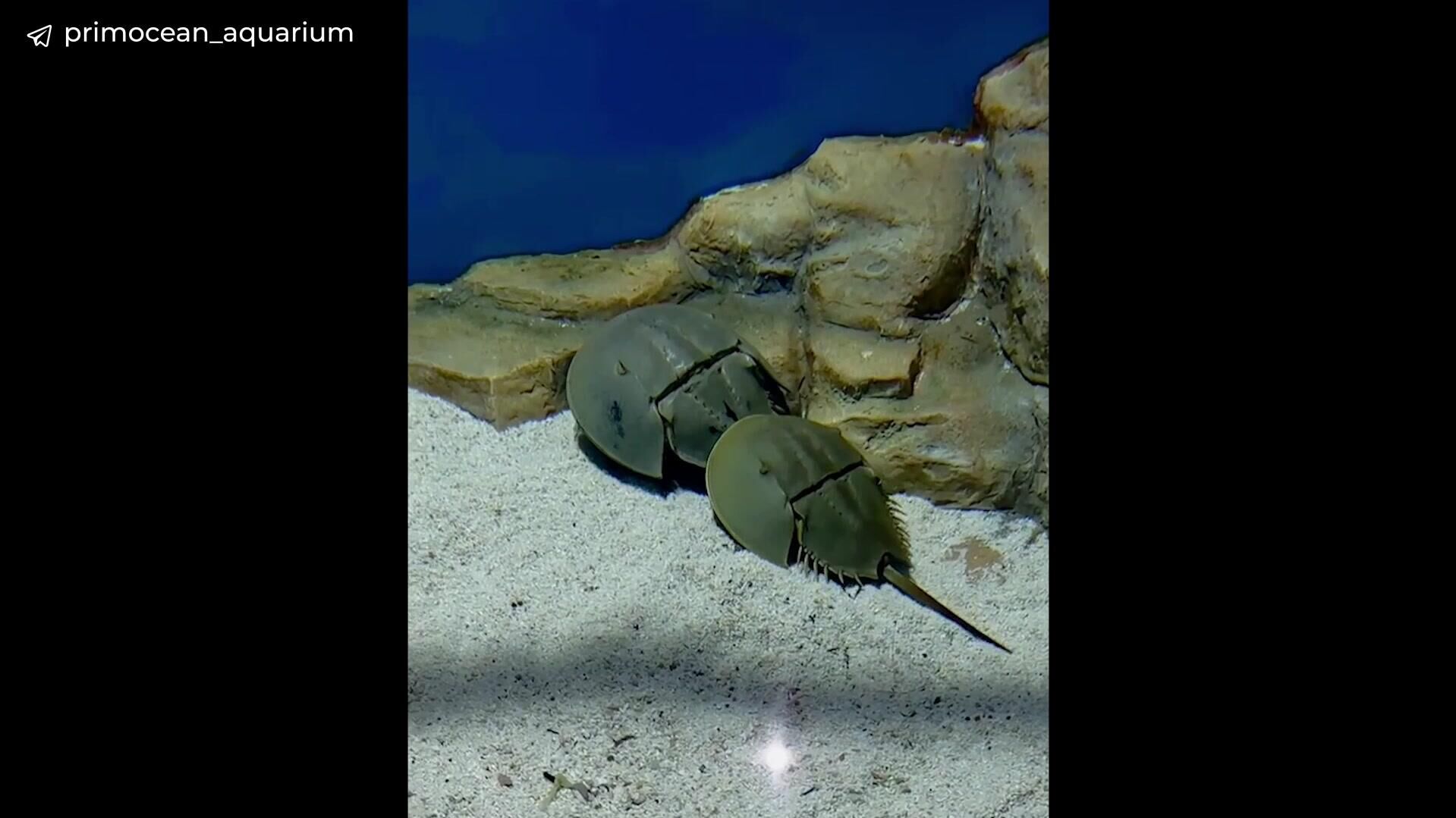 Ухаживания мечехвоста - РИА Новости, 1920, 03.10.2025