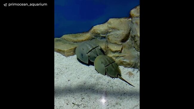 Ухаживания мечехвоста